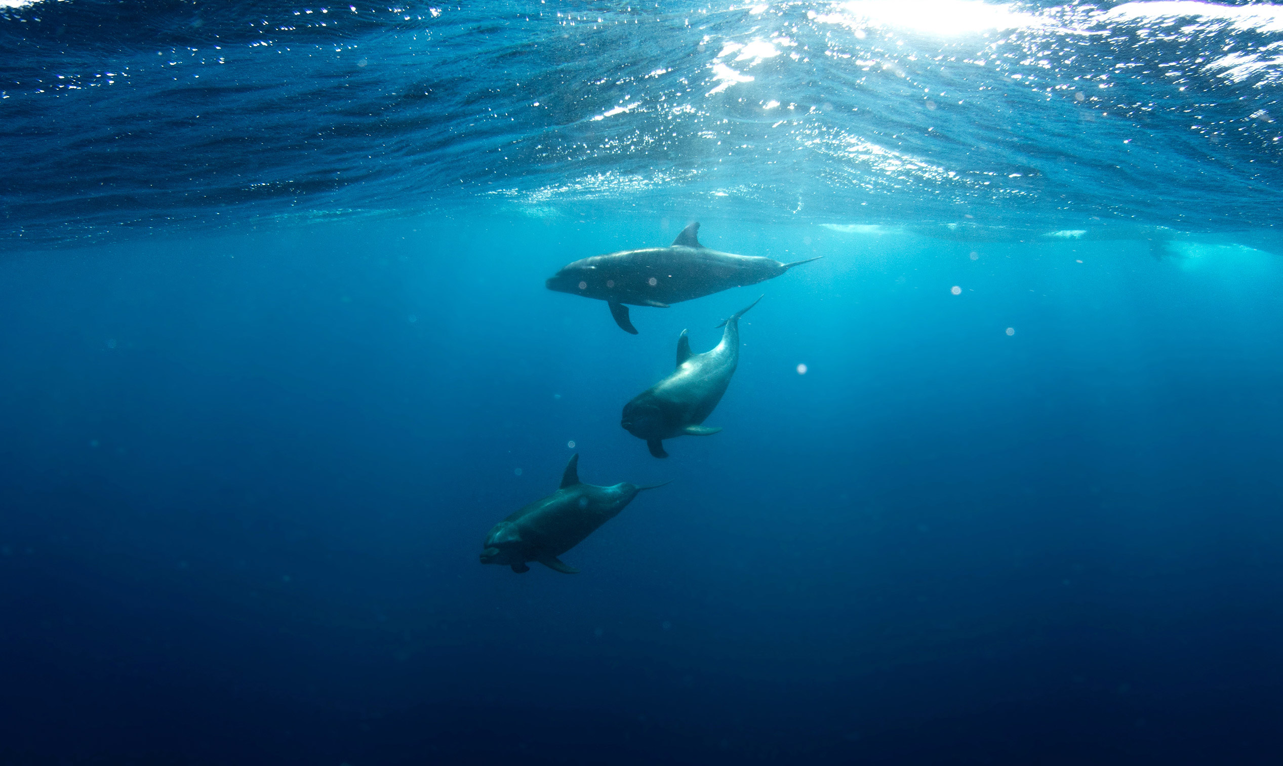 Dolphins Swimming